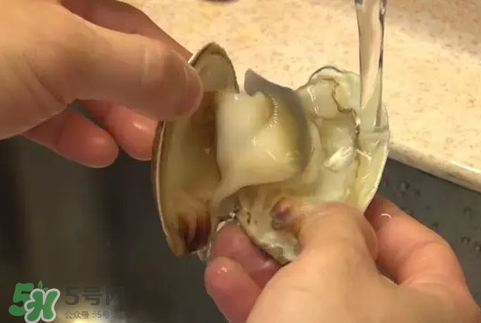 北極貝多少錢一斤？北極貝長什么樣子
