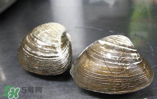 北極貝多少錢一斤？北極貝長什么樣子