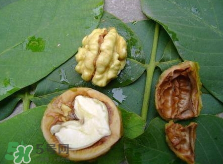 青皮核桃和干核桃哪個(gè)營(yíng)養(yǎng)高？有什么區(qū)別？