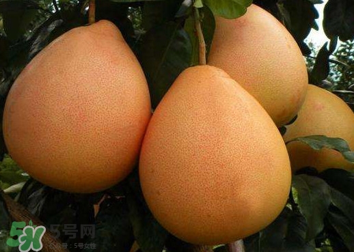 三紅蜜柚是哪里產(chǎn)的？三紅蜜柚什么時候上市？