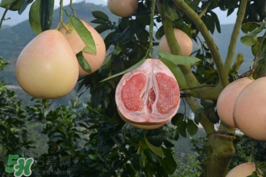 三紅蜜柚口味怎么樣？三紅蜜柚苗多少錢一棵