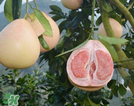 三紅蜜柚怎么挑選？三紅蜜柚種植方法與技巧
