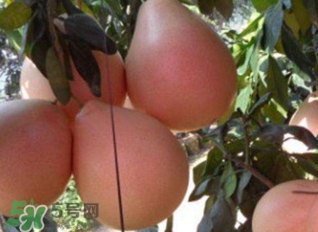 三紅蜜柚怎么挑選？三紅蜜柚種植方法與技巧