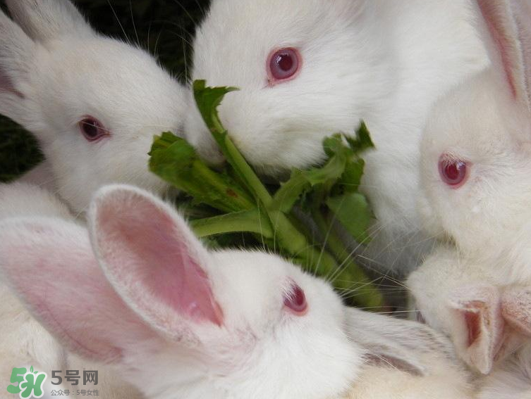 兔肉和羊肉能一起吃嗎？兔肉和羊肉相克嗎？
