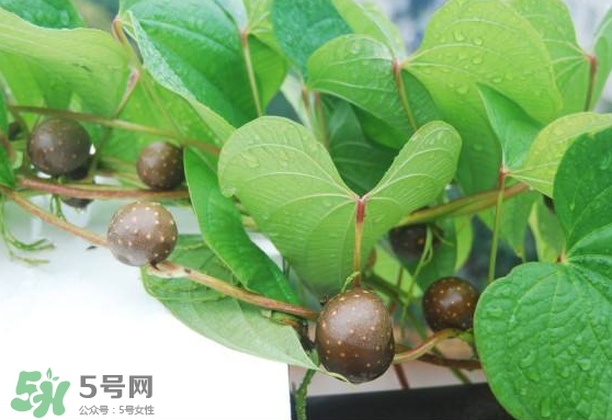 山藥豆能生吃嗎？山藥豆能帶皮吃嗎？