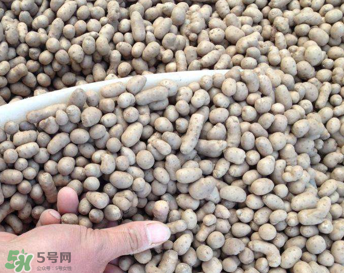 山藥豆能種植嗎？山藥豆怎么種？
