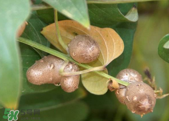 山藥豆能種植嗎？山藥豆怎么種？