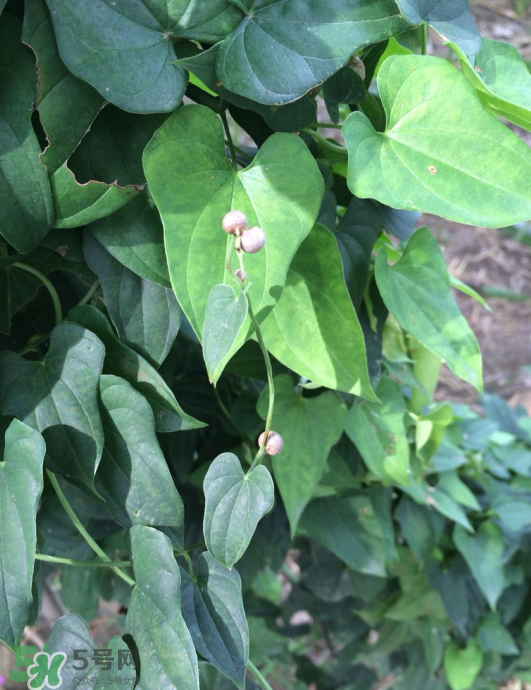 山藥豆能種植嗎？山藥豆怎么種？