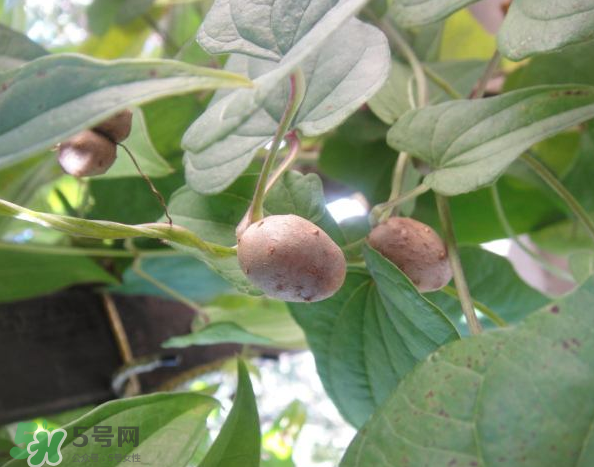 山藥豆能泡酒嗎？山藥豆能打豆?jié){嗎？