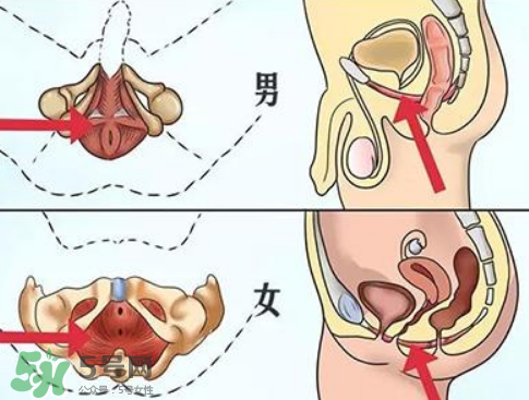 pc肌是什么？怎么鍛煉pc?。?></p><h3>怎么鍛煉pc肌</h3><p>1、第一節(jié)包括三組練習(xí),首先,迅速收縮、放松盆底肌肉,每次持續(xù)10秒,連續(xù)做3組,每組間隔10秒。每次持續(xù)5秒,每組間隔5秒。最后,緊縮盆底肌肉,維持30秒,做3組,每組間隔30秒。這一套練習(xí)應(yīng)堅(jiān)持一周,每天都練。</p><p>2、第二節(jié)訓(xùn)練中，收縮盆底肌肉,堅(jiān)持5秒,然后放松,一共做10組。每組10次,做3組。再次,不規(guī)則地收緊并放松,每次數(shù)10下,做3組。最后,緊收肌肉,盡可能久地堅(jiān)持,以2分鐘為上限。這一節(jié)訓(xùn)練也應(yīng)堅(jiān)持一周。</p><p>3、第三節(jié),首先是重復(fù)收放盆底肌肉,共30組,慢慢增加到100組。然后,盡可能久地收緊,做30組,每組間隔30秒。</p><p>4、第四節(jié)是鞏固練習(xí)。首先,收緊盆底肌肉,至少堅(jiān)持兩分鐘,然后放松,組數(shù)不限,但最好是盡可能久地練習(xí)。</p><p style=