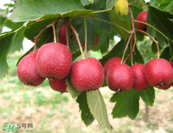 山楂和菊花能一起泡水喝嗎？