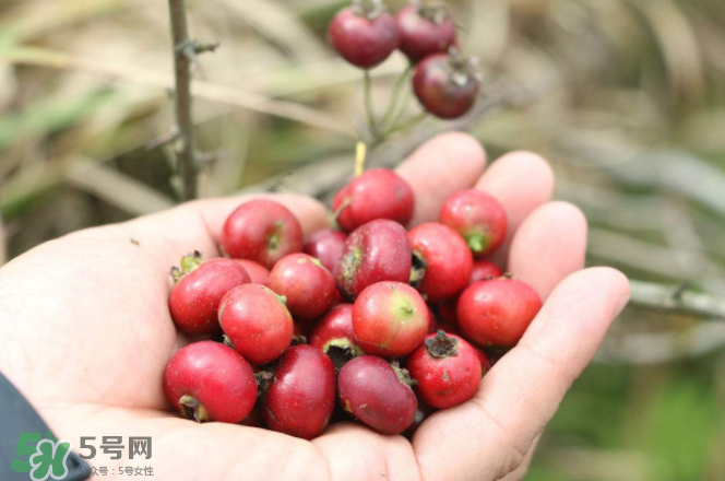 山楂和蜂蜜能一起沖水喝嗎？