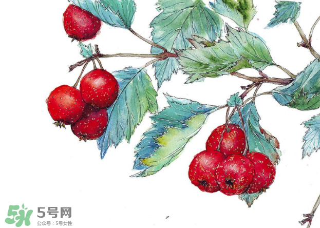 山楂要煲多長時間最好？山楂要什么時候吃最好？