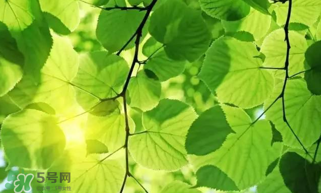 三伏天吃什么？三伏天養(yǎng)生