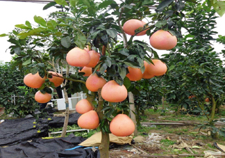 三紅蜜柚幾年結(jié)果？種三紅蜜柚好還是紅肉蜜柚好？