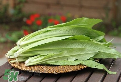 萵苣葉能吃嗎？萵苣葉和油麥菜有什么區(qū)別