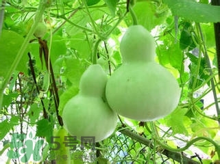 醋泡洋蔥能降血壓嗎？哪些食物可以降血壓？