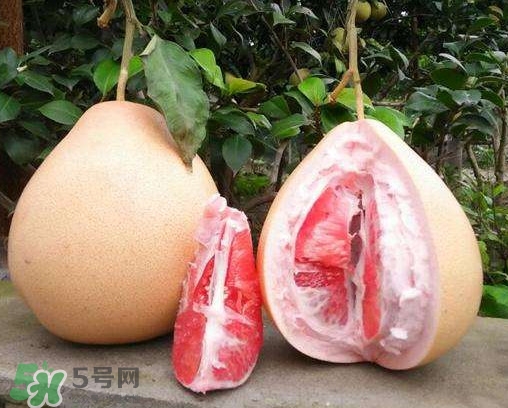 三紅蜜柚多少錢(qián)一斤2017？三紅蜜柚好吃嗎