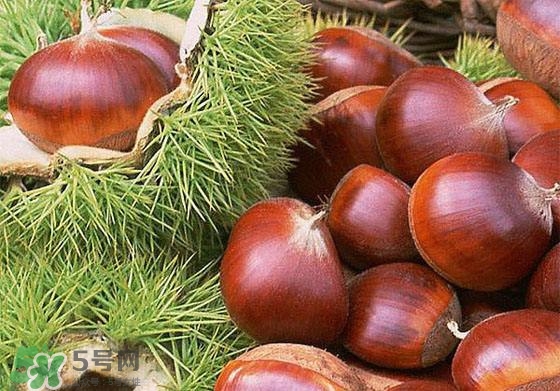 板栗酒能治療腎陽虛嗎？板栗泡酒真的能壯陽嗎？