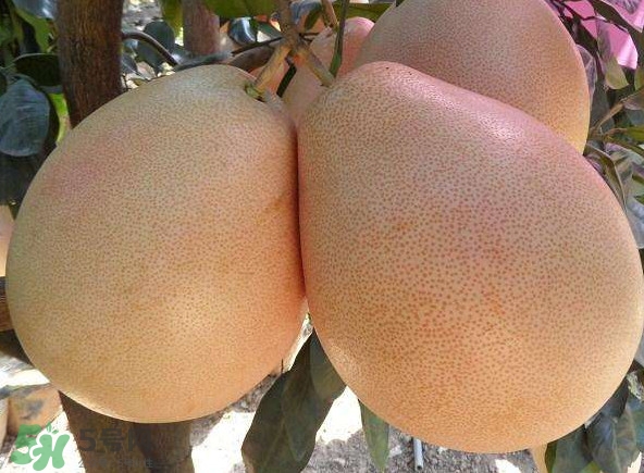 三紅蜜柚湖南可以種嗎？什么地方合適種三紅蜜柚