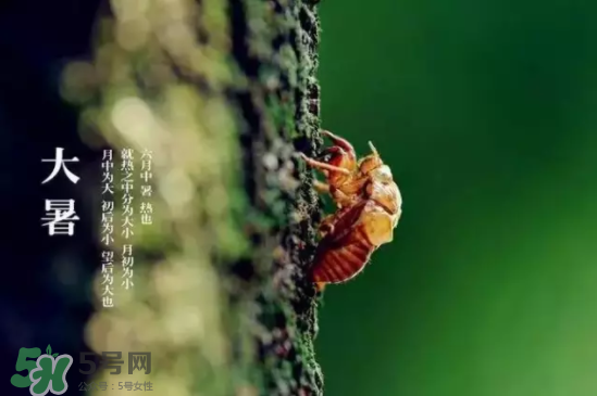 三伏天怎樣飲食？三伏天不宜做哪些事？