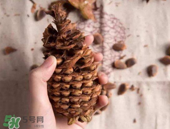 松籽有什么營(yíng)養(yǎng)價(jià)值？松籽仁的功效與作用