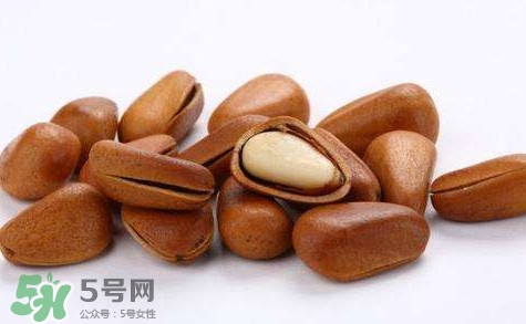 松子靠什么傳播種子的？松子是什么樹的果實(shí)