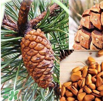 松籽是什么樹結(jié)的？松子還是松籽？