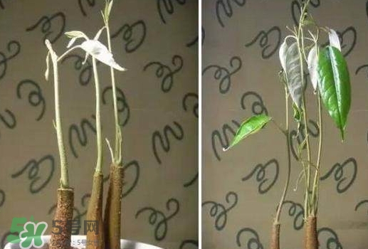 榴蓮籽能種嗎？榴蓮籽怎么種小盆栽？