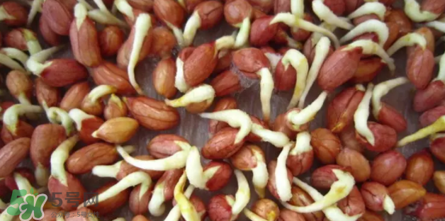 什么樣的花生適合發(fā)芽？花生的食用方法