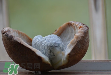 八月炸適合哪里種植？八月炸作用和功效是什么