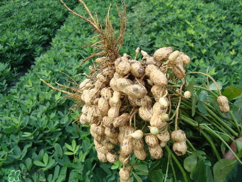 花生的藥用價值有哪些？花生不能和什么一起吃？