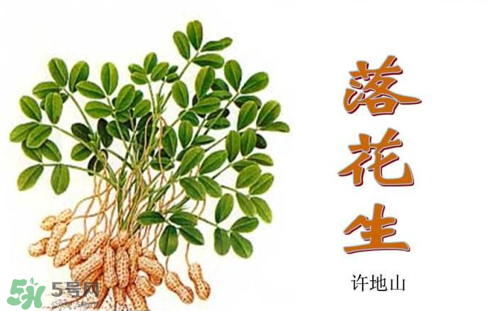 落花生是什么？關(guān)于花生的分解