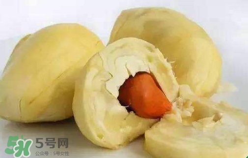 榴蓮籽能種嗎？榴蓮籽怎么種小盆栽？