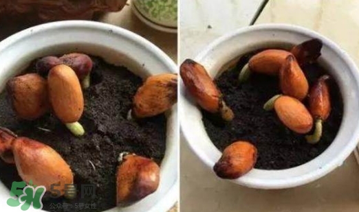 榴蓮籽能種嗎？榴蓮籽怎么種小盆栽？