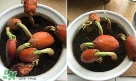 榴蓮籽能種嗎？榴蓮籽怎么種小盆栽？