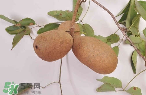 八月炸果為什么種的人少？八月炸可以放多久