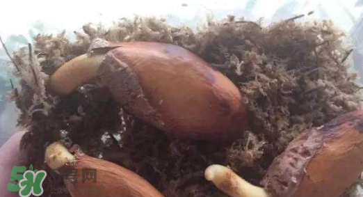 榴蓮籽能種嗎？榴蓮籽怎么種小盆栽？