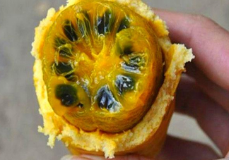 八月炸適合哪里種植？八月炸作用和功效是什么