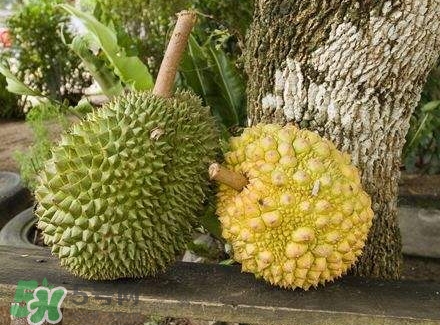 哺乳期吃榴蓮對寶寶有影響嗎？哺乳期吃榴蓮寶寶會過敏嗎？