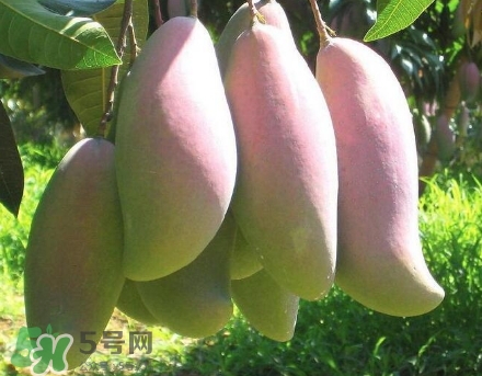 芒果有哪些品種？哪種芒果最好吃？