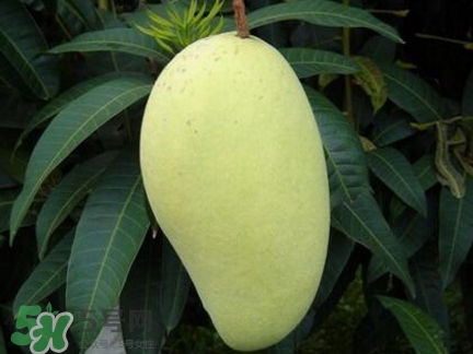 芒果有哪些品種？哪種芒果最好吃？