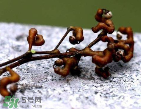 拐棗可以嫁接嗎？拐棗是哪里的特產(chǎn)