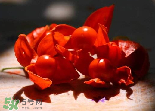 紅姑娘能吃嗎 紅姑娘能多吃嗎