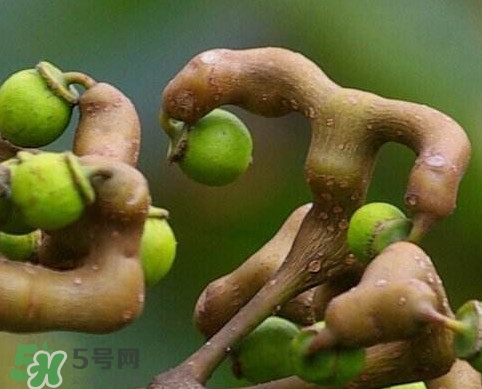 拐棗為什么沒人買？拐棗學(xué)名是什么
