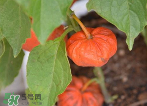紅姑娘可以冷凍嗎 姑娘果怎么保存不會(huì)壞