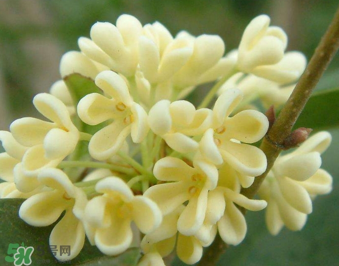新鮮桂花怎么清洗？新鮮桂花可以冷凍嗎？