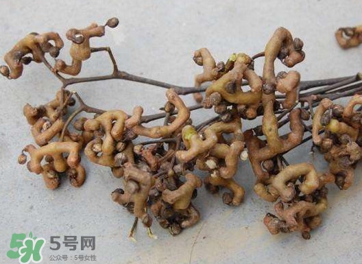 拐棗可以嫁接嗎？拐棗是哪里的特產(chǎn)