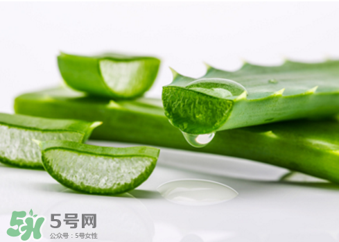 蘆薈泡酒治皮膚病嗎？蘆薈泡酒的功效與作用