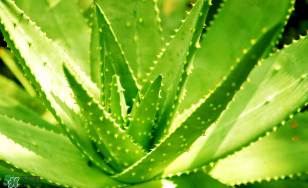 蘆薈泡酒的注意事項(xiàng)有哪些？蘆薈泡酒的做法